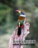 ����ɽ������