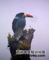 ����ɽ������