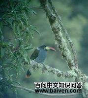 ����ɽ������