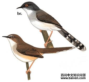 ����ɽ��ݺ����̬����ͼ