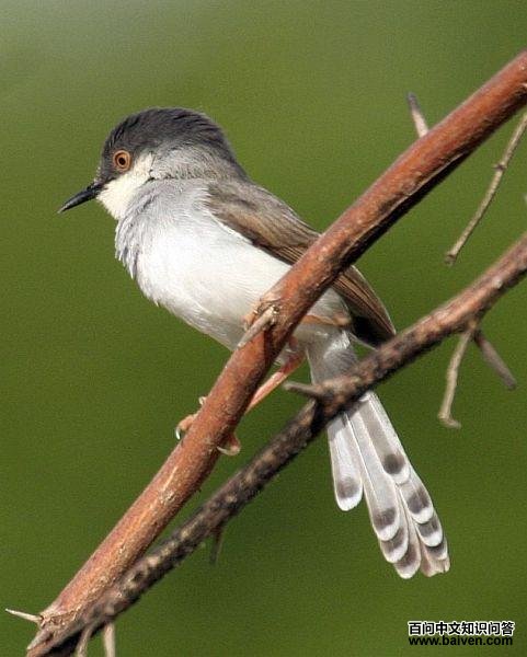 ����ɽ��ݺ����ֳ��