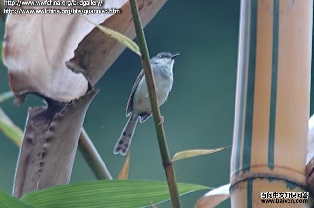 ������ݺ