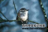 灰胸林鹩 灰胸林鹩的图片