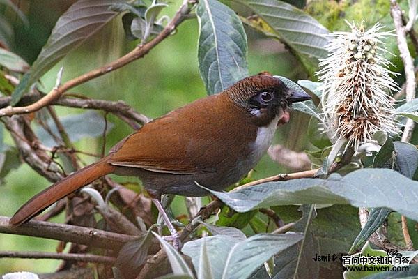 ��в���̵�ͼƬ