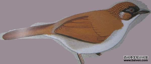 ��в����