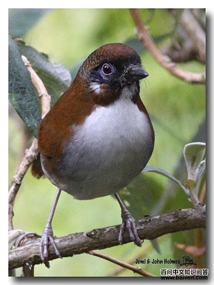 ��в����