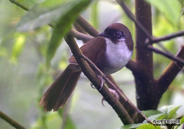 ��в����