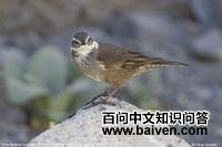 ��в��β��ȸ��ͼƬ