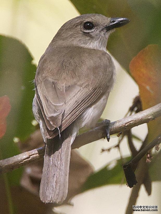 灰啸鹟 灰啸鹟的图片
