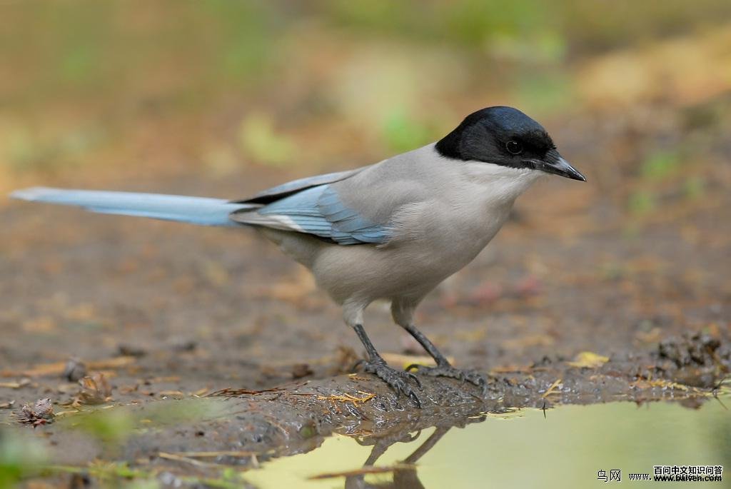 ��ϲȵ��ͼƬ