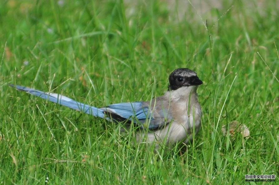 ��ϲȵ�ǳ�����Ӱ������