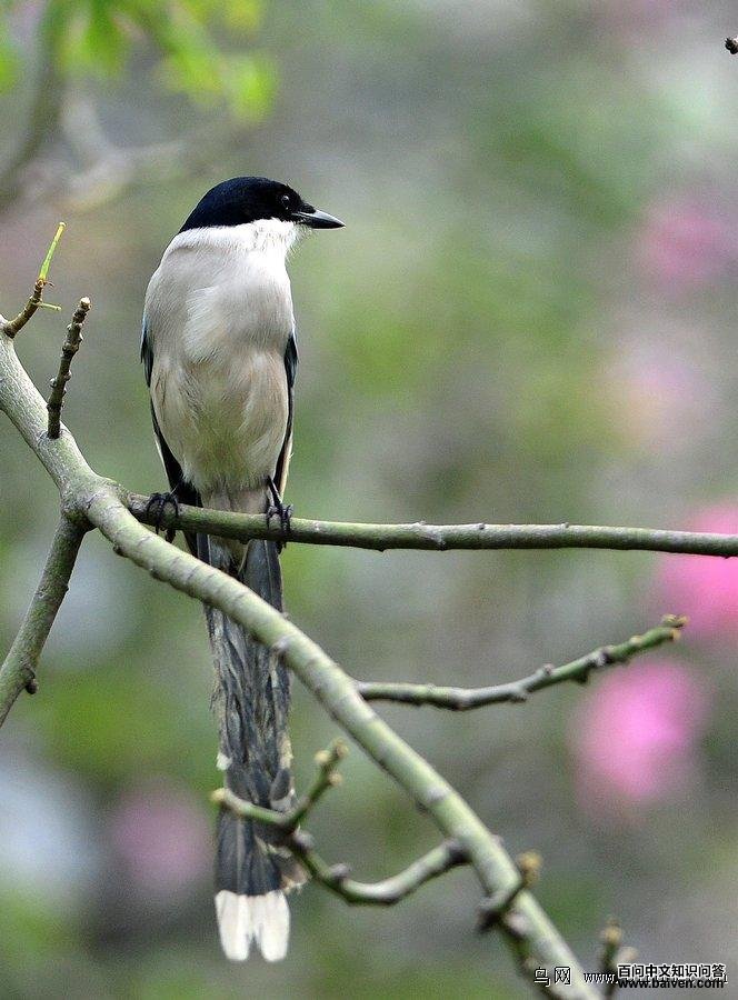 ��ϲȵ���棬��Ӱ��ɽ��