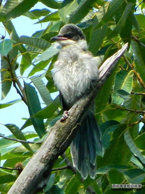 ��ϲȵ������