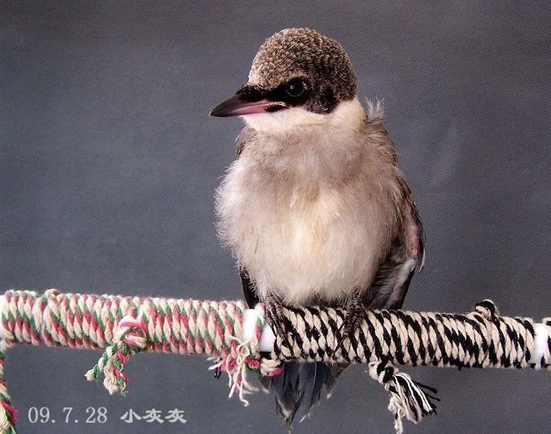 �ոճ��ѵ�С��ϲȵ�����߷�¶