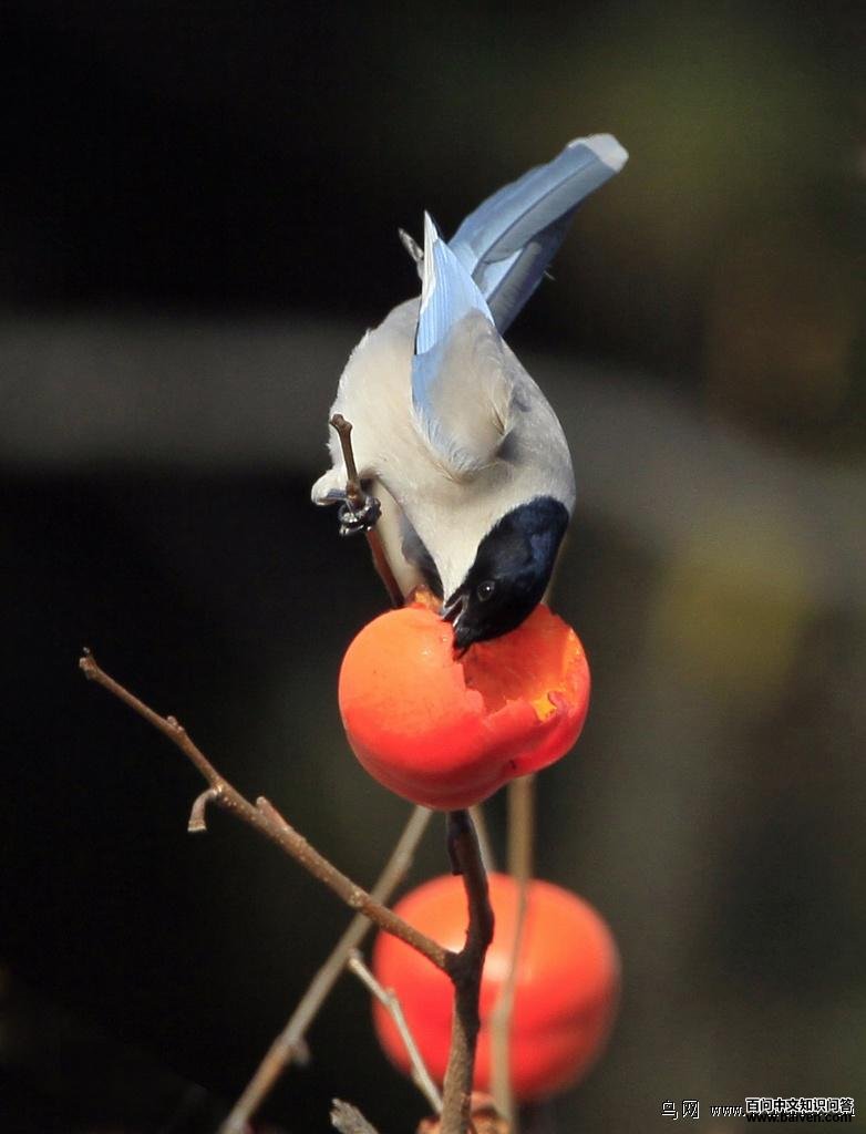 ��ϲȵ����Ӱ�������