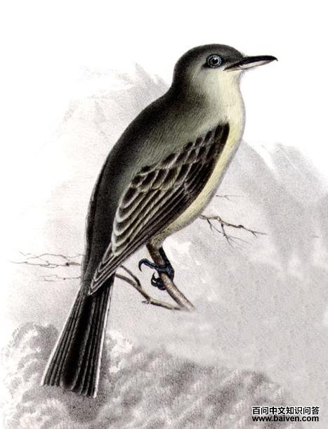 灰纹霸鹟 灰纹霸鹟的图片