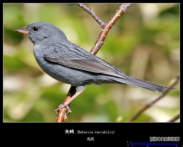 ���c��ͼƬ