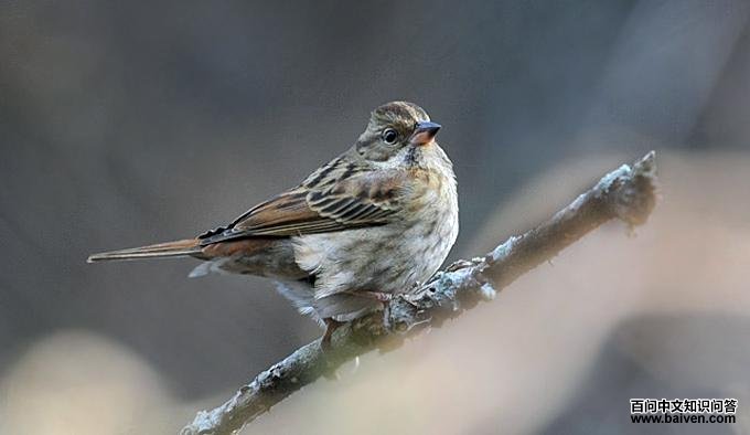 ���c���ǳ��񣬴���first winter��