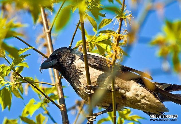 ����ѻ��ͼƬ