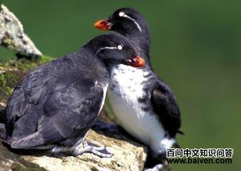 白腹海雀 白腹海雀的图片