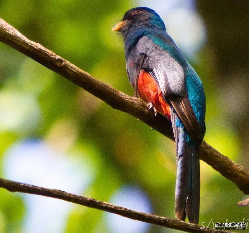 灰尾美洲咬鹃 灰尾美洲咬鹃的图片
