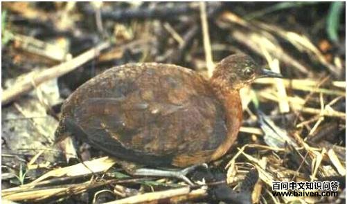 ����Ѩ[����]��ͼƬ