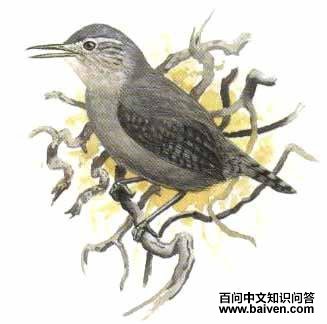 ��έ���ӵ�ͼƬ