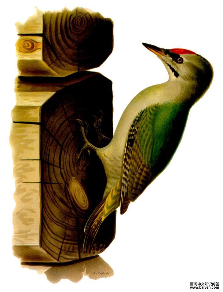 ��ͷ��ľ���ͼƬ