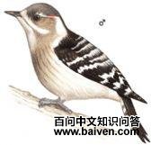 ��ͷ��ľ��