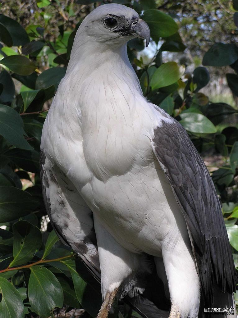 白腹海雕 白腹海雕的图片