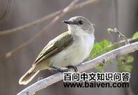 灰头噪刺莺 灰头噪刺莺的图片