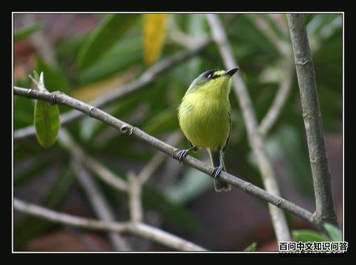 灰头哑霸鹟 灰头哑霸鹟的图片