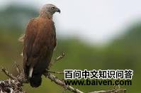 灰头渔雕 灰头渔雕的图片