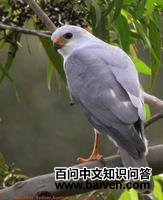 ��ͷӥ��ͼƬ