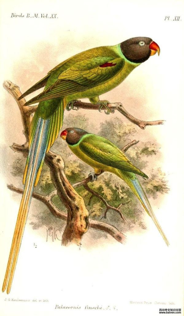 灰头鹦鹉 灰头鹦鹉的图片