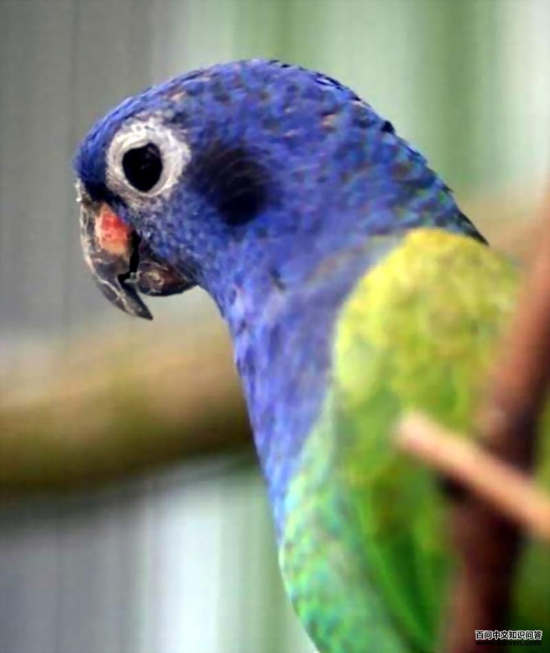 ��ͷ����