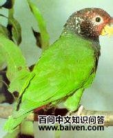 ��ͷ����