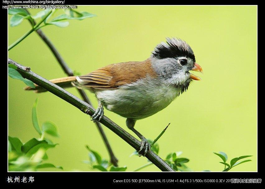 ��ͷѻȸ��ͼƬ