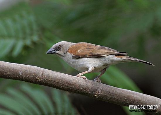 灰头旋木鹎 灰头旋木鹎的图片