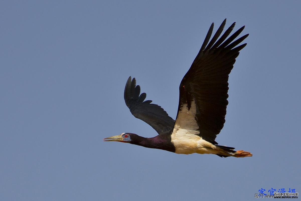 白腹鹳 白腹鹳的图片