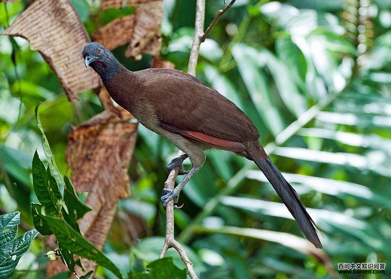 灰头小冠雉 灰头小冠雉的图片