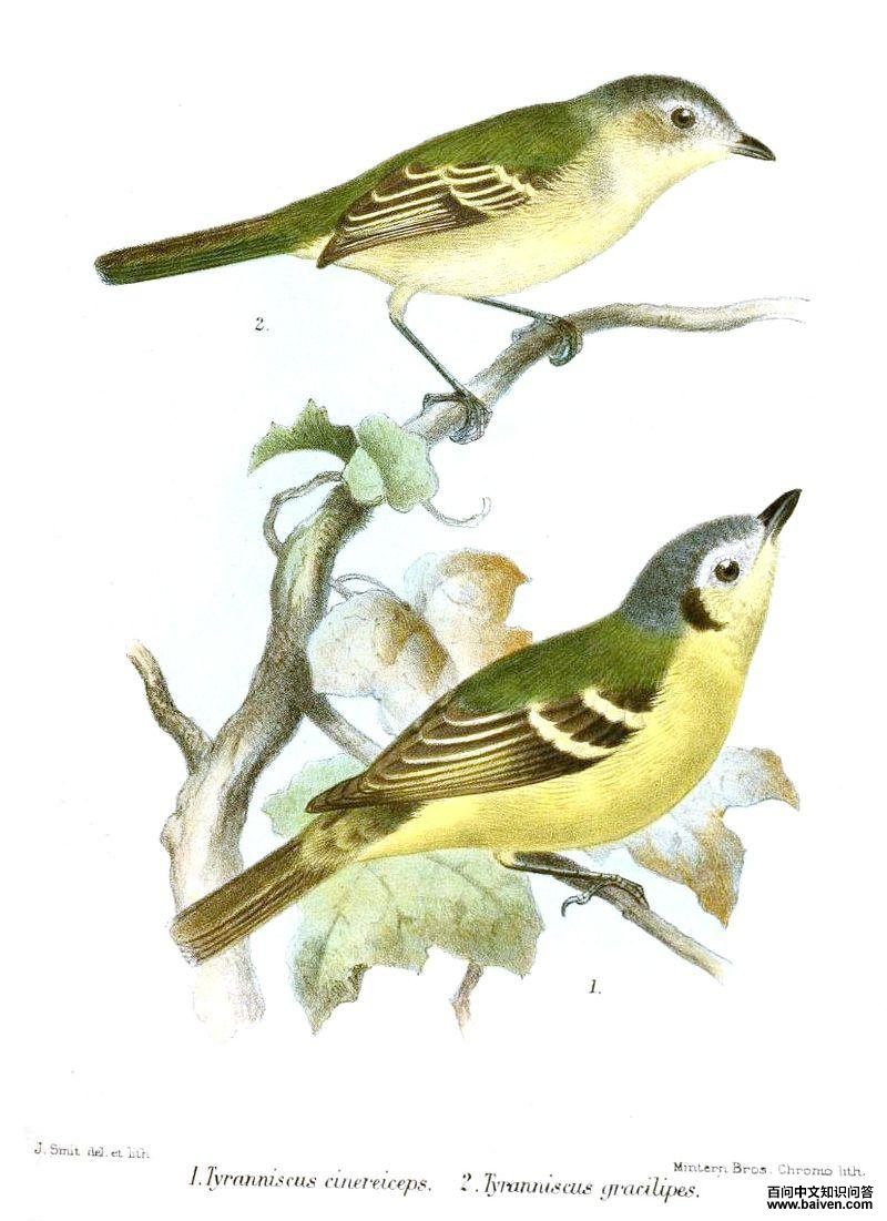 ��ͷС���l��ͼƬ