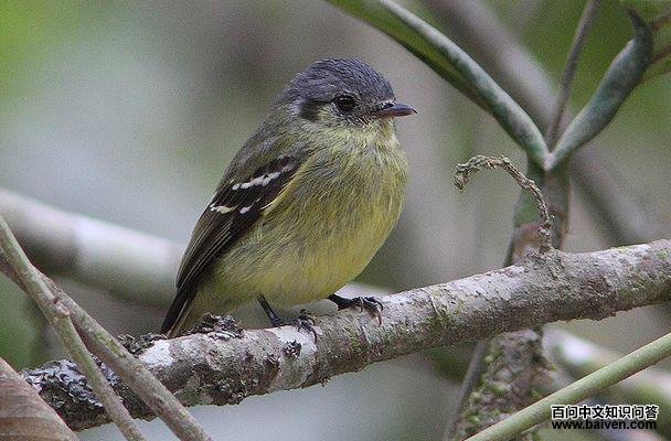 ��ͷС���l