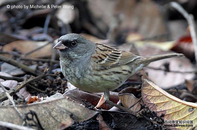 ��ͷ�c��ͼƬ