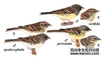 ��ͷ�c����̬����ͼ