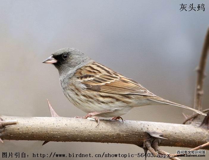 ��ͷ�cָ������spodocephala������