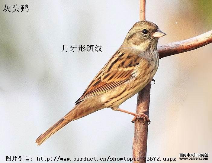 ��ͷ�cָ������spodocephala������