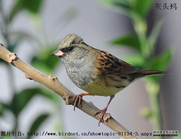 ��ͷ�c��������sordida������