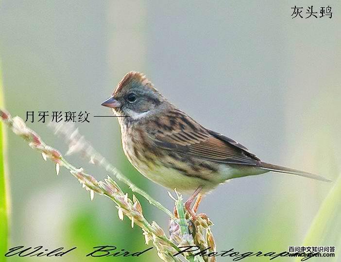 ��ͷ�c��������sordida������