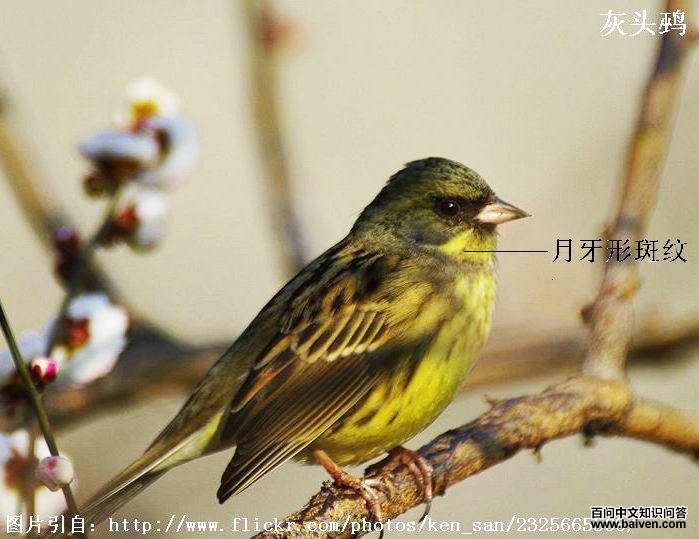 ��ͷ�c�ձ�����personata������